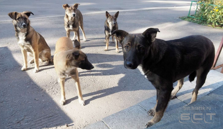 Ветеринарная клиника «Мокрый нос» прекращает сотрудничество с отловщиком бездомных собак