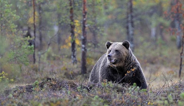 Медведь напал на туристическую группу в Красноярском крае