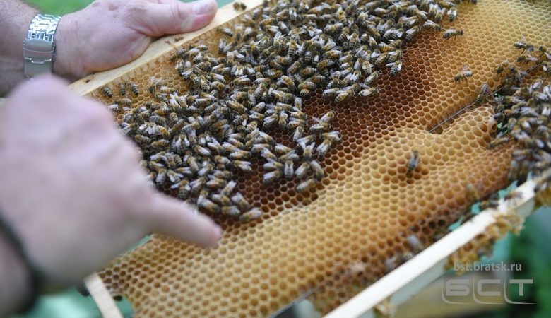 В России вступил в силу закон о пчеловодстве