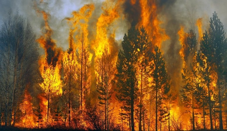 В Иркутской области при тушении лесного пожара погиб тракторист