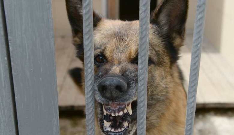 Депутаты предложили разрешить убивать агрессивных бродячих собак
